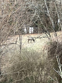 Saw this elk one morning from the balconey