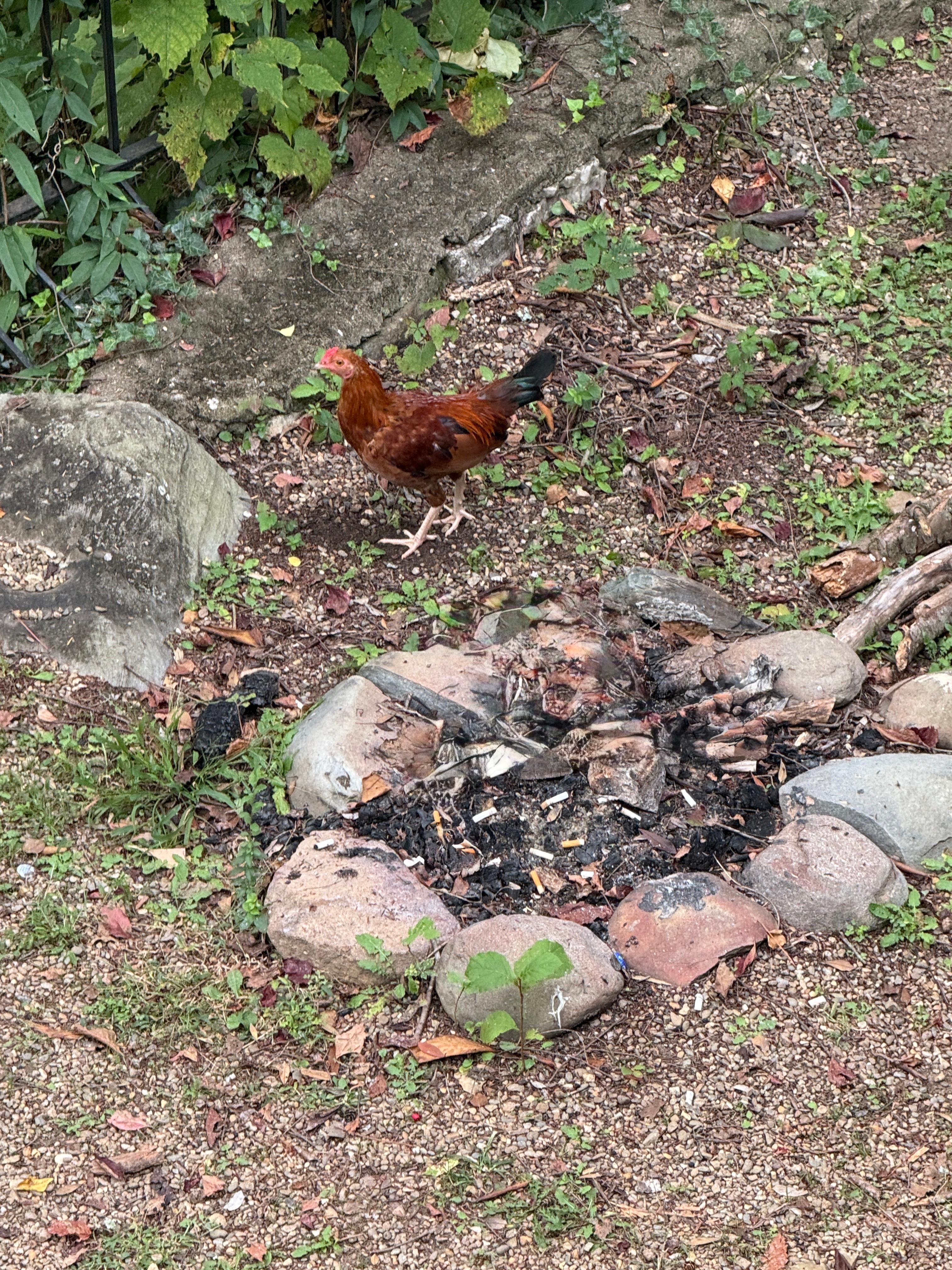 Fire pit behind the building and the chickens