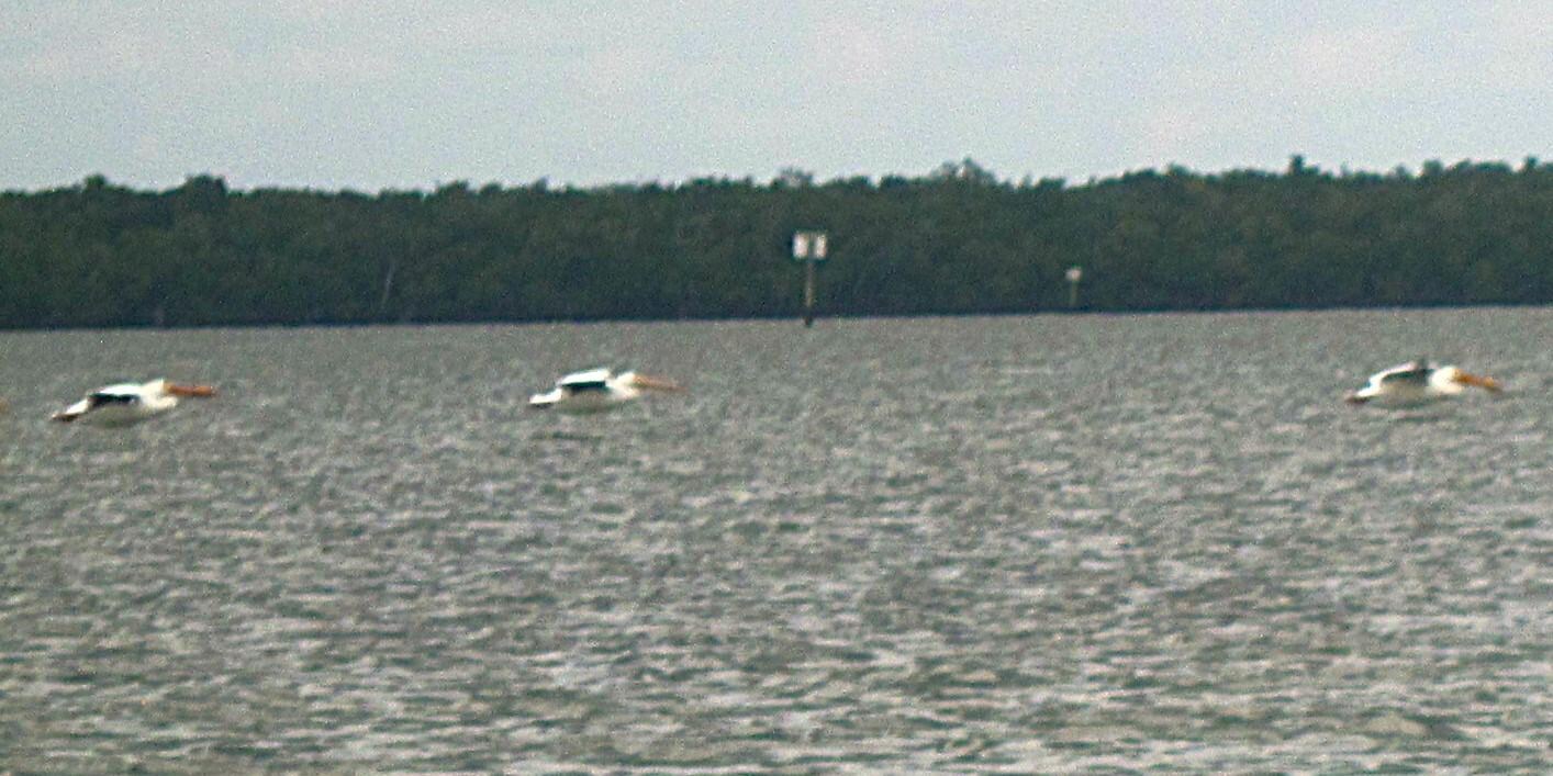 White Pelicans cruising over the bay