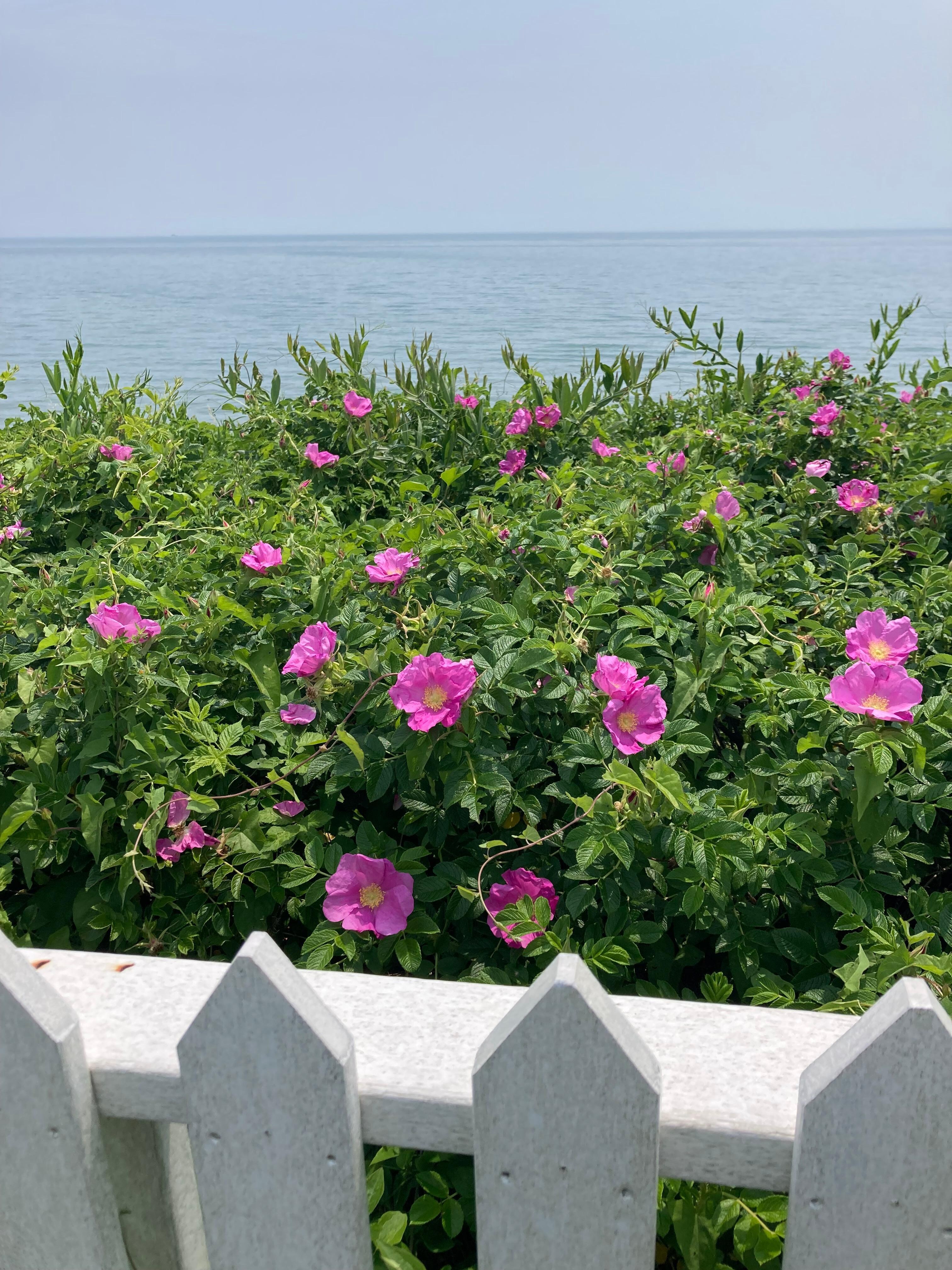 Nice walk to the beach