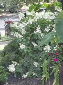 Lots of beautiful flowers all around.