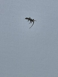 Lizard friends