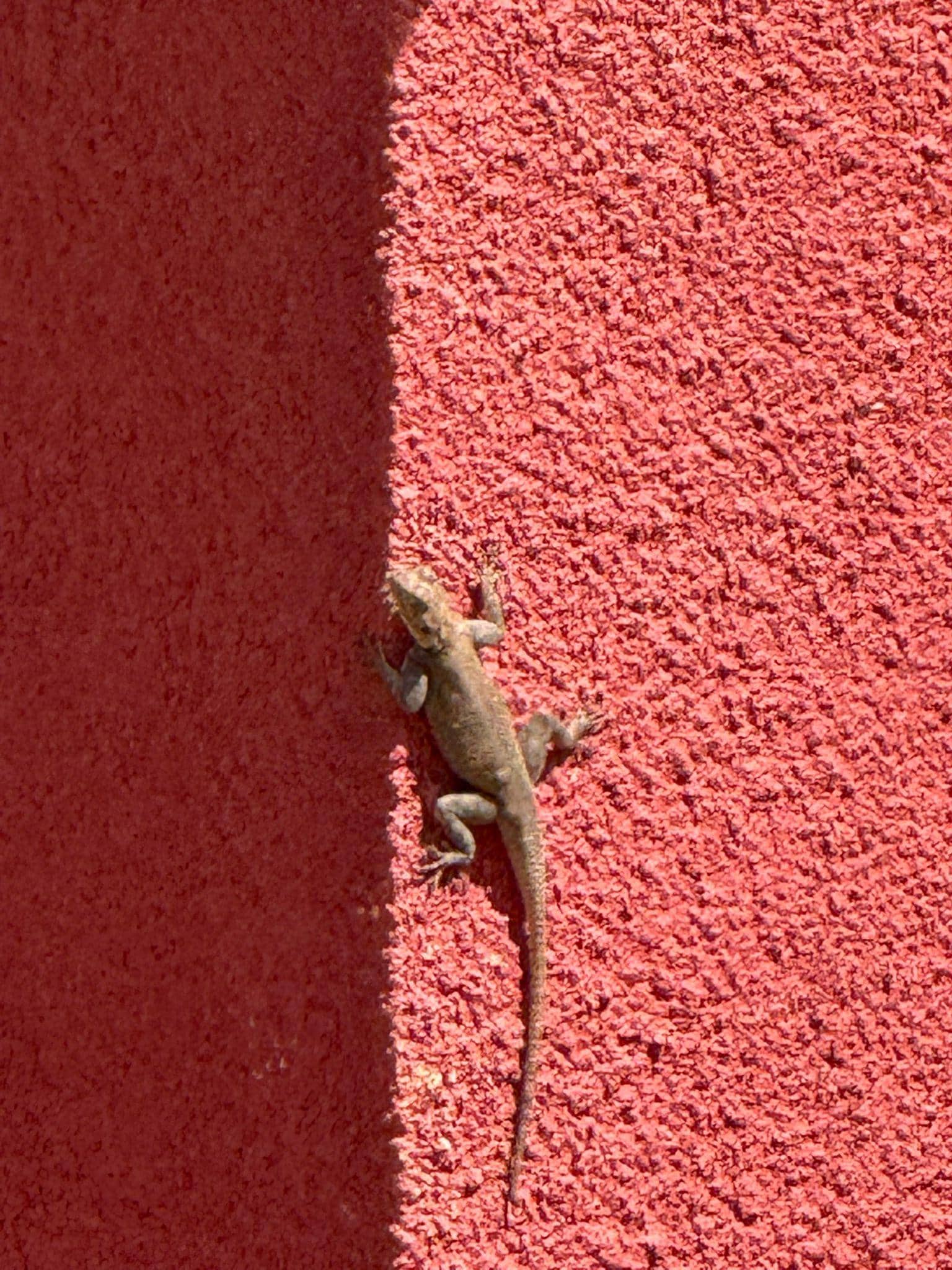 Gecko auf dem Balkon