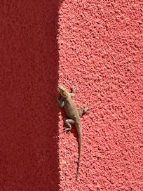 Gecko auf dem Balkon
