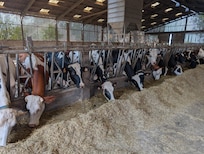 Cow Shed