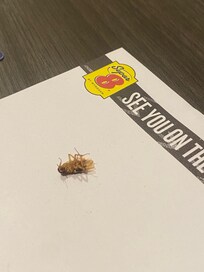 This is the only one I was able to kill. Saw others run under the bed.