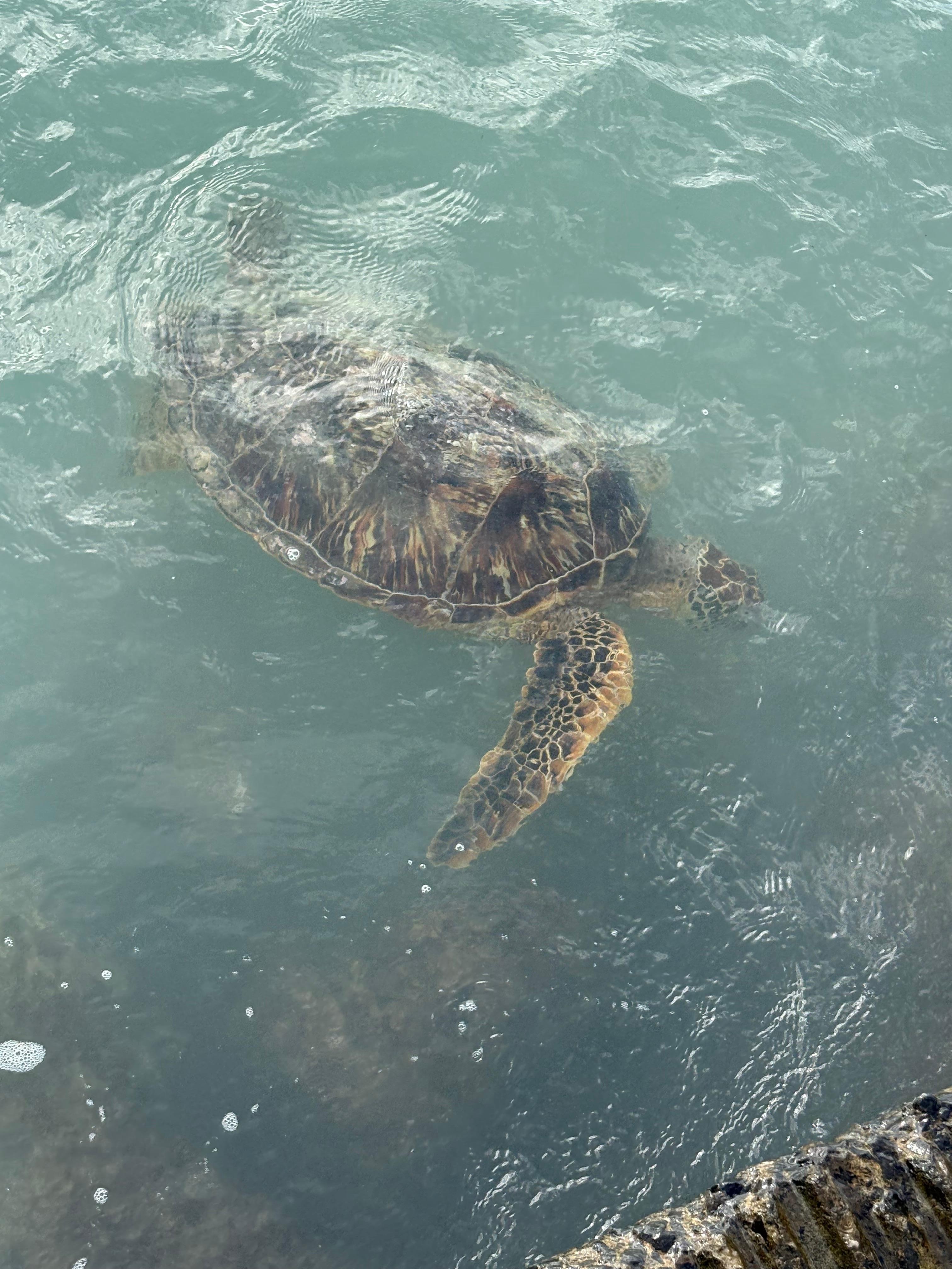 We were able to see turtles every morning!