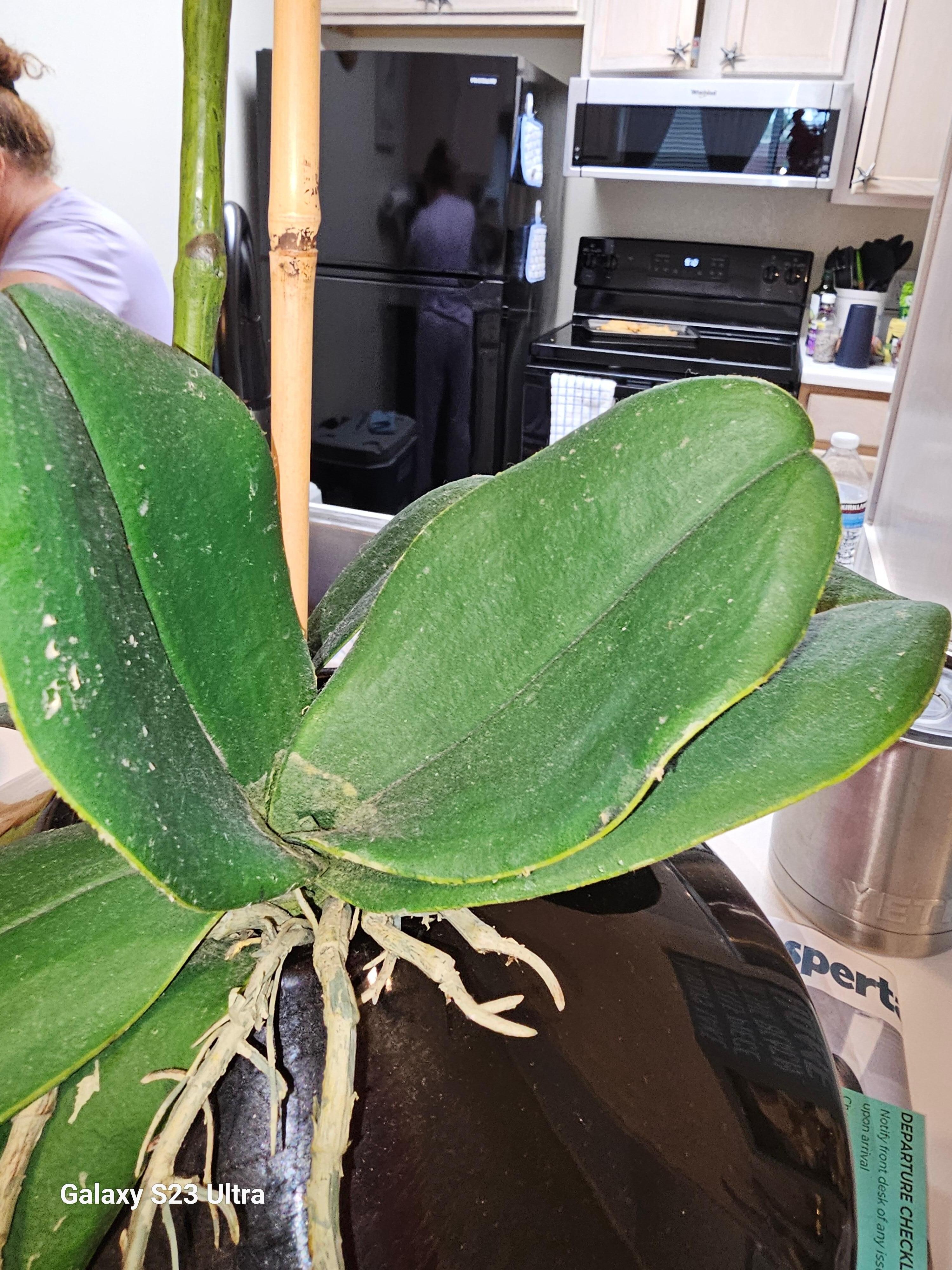 Dirty dusty dining  table decoration