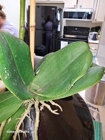 Dirty dusty dining  table decoration