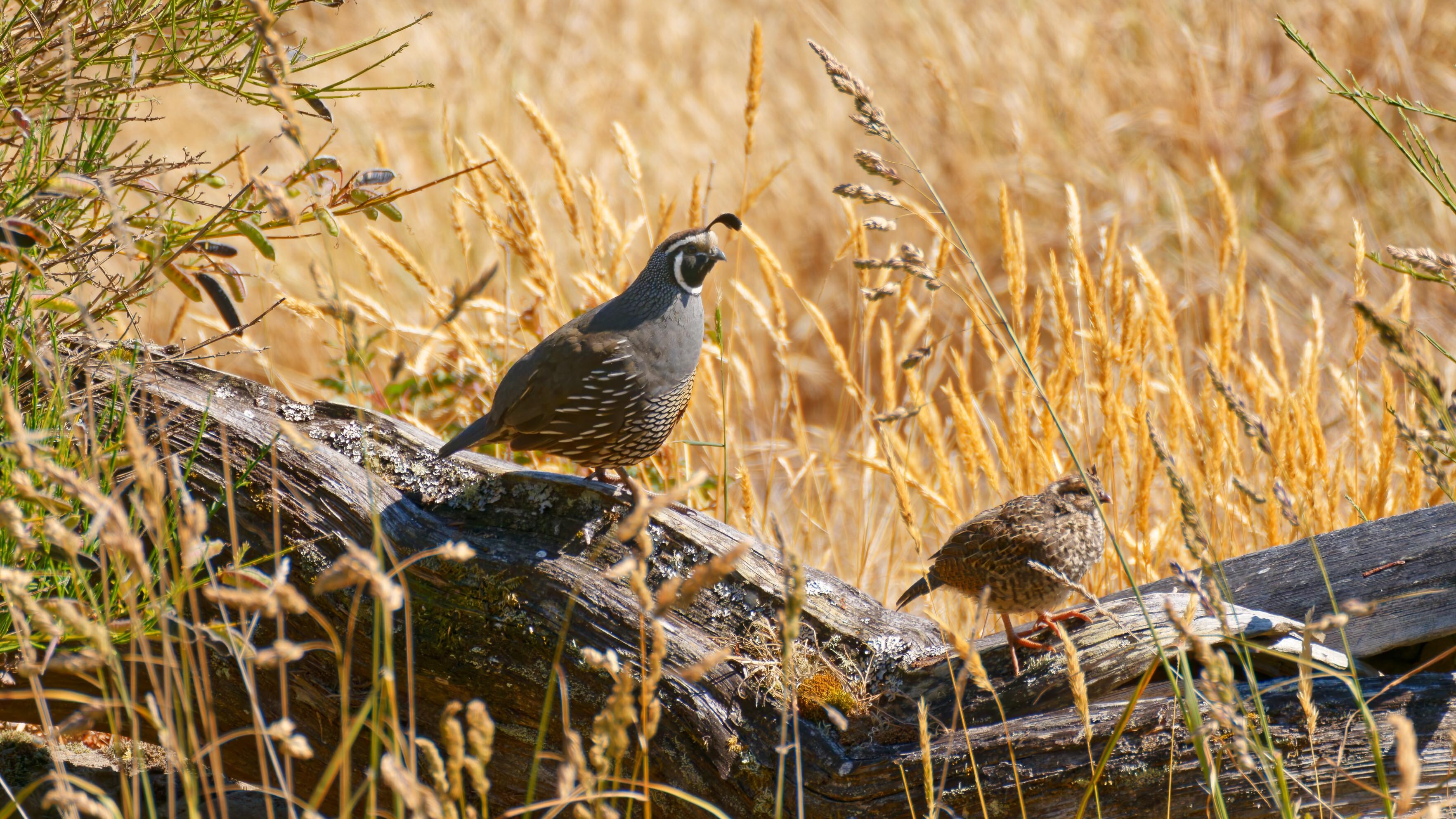 Wild quail 