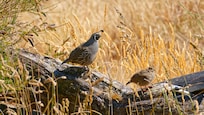 Wild quail