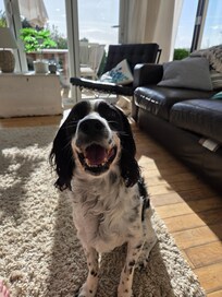 Happy Spaniel!
