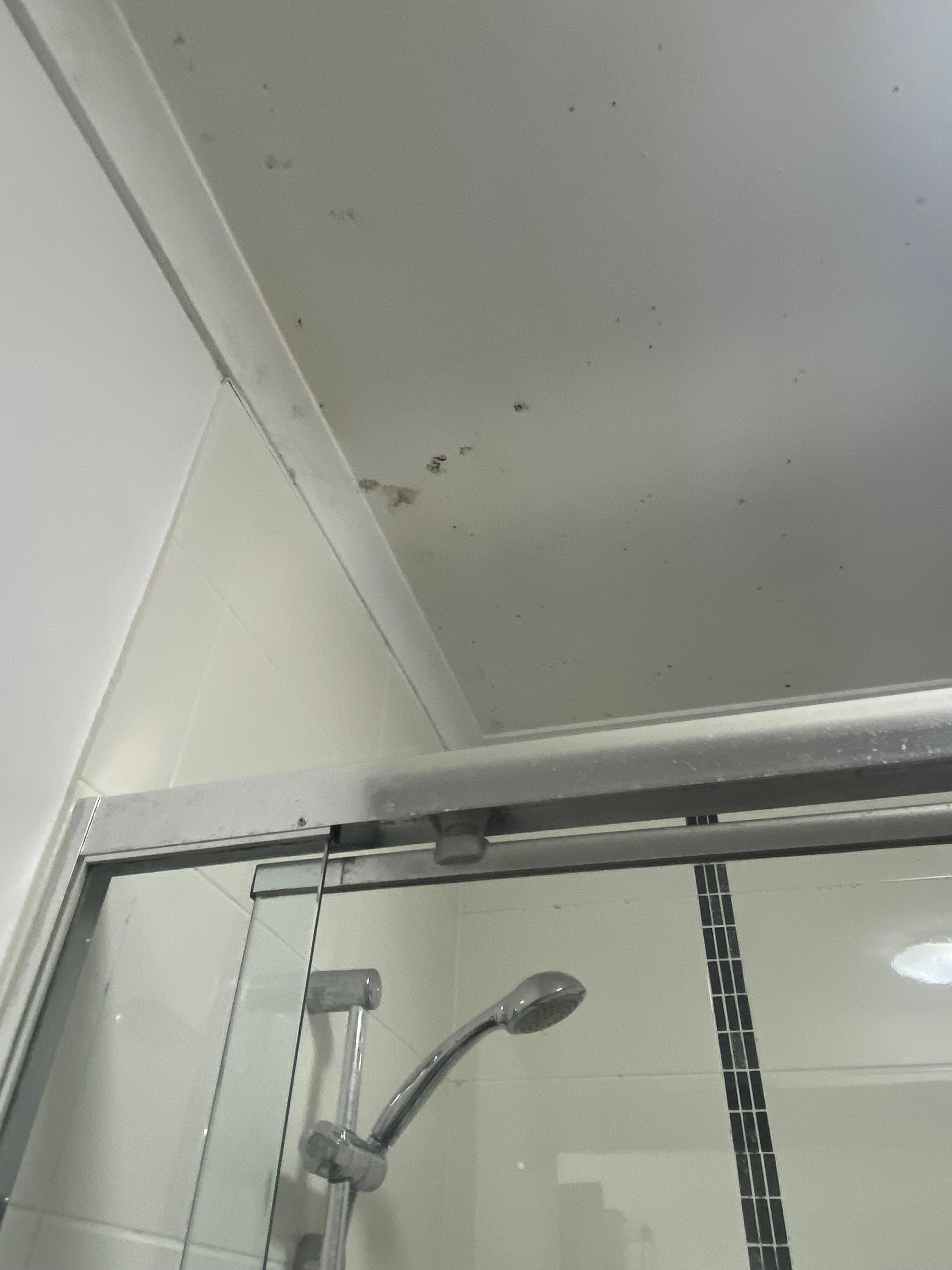 Bathroom mold