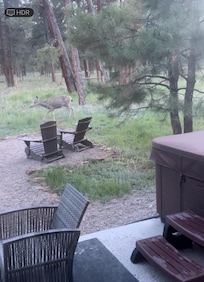 Wildlife came right up to the back door