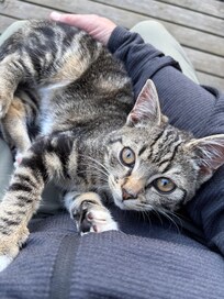 Kitten