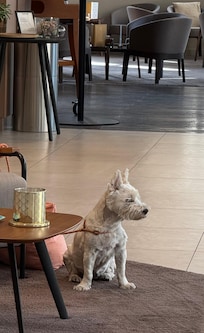 Dog friendly hotel 😉