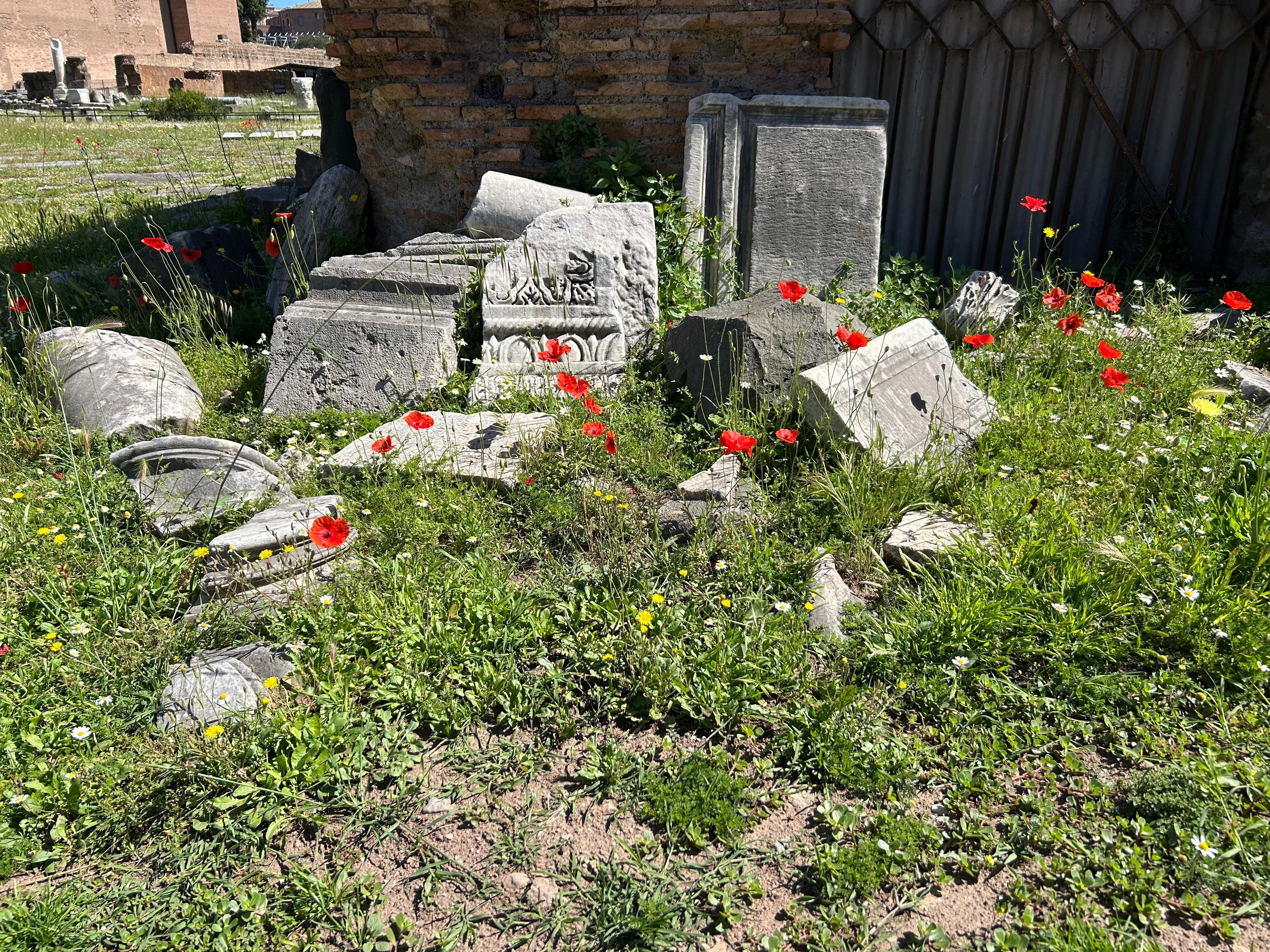 Poppies at the colosseum 