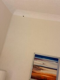 Había cucarachas en la
Habitación