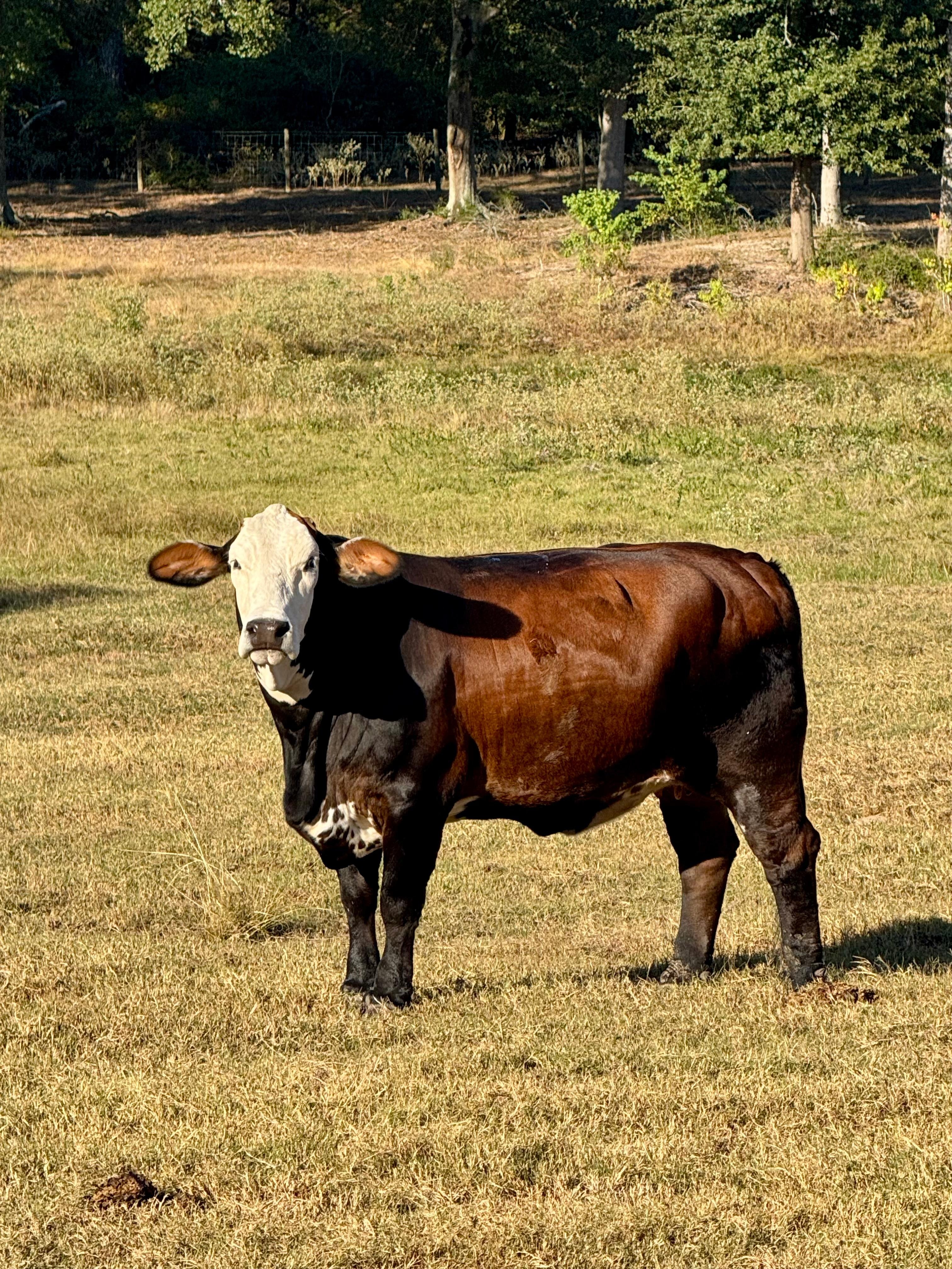 We named him, Wagyu. 🤣