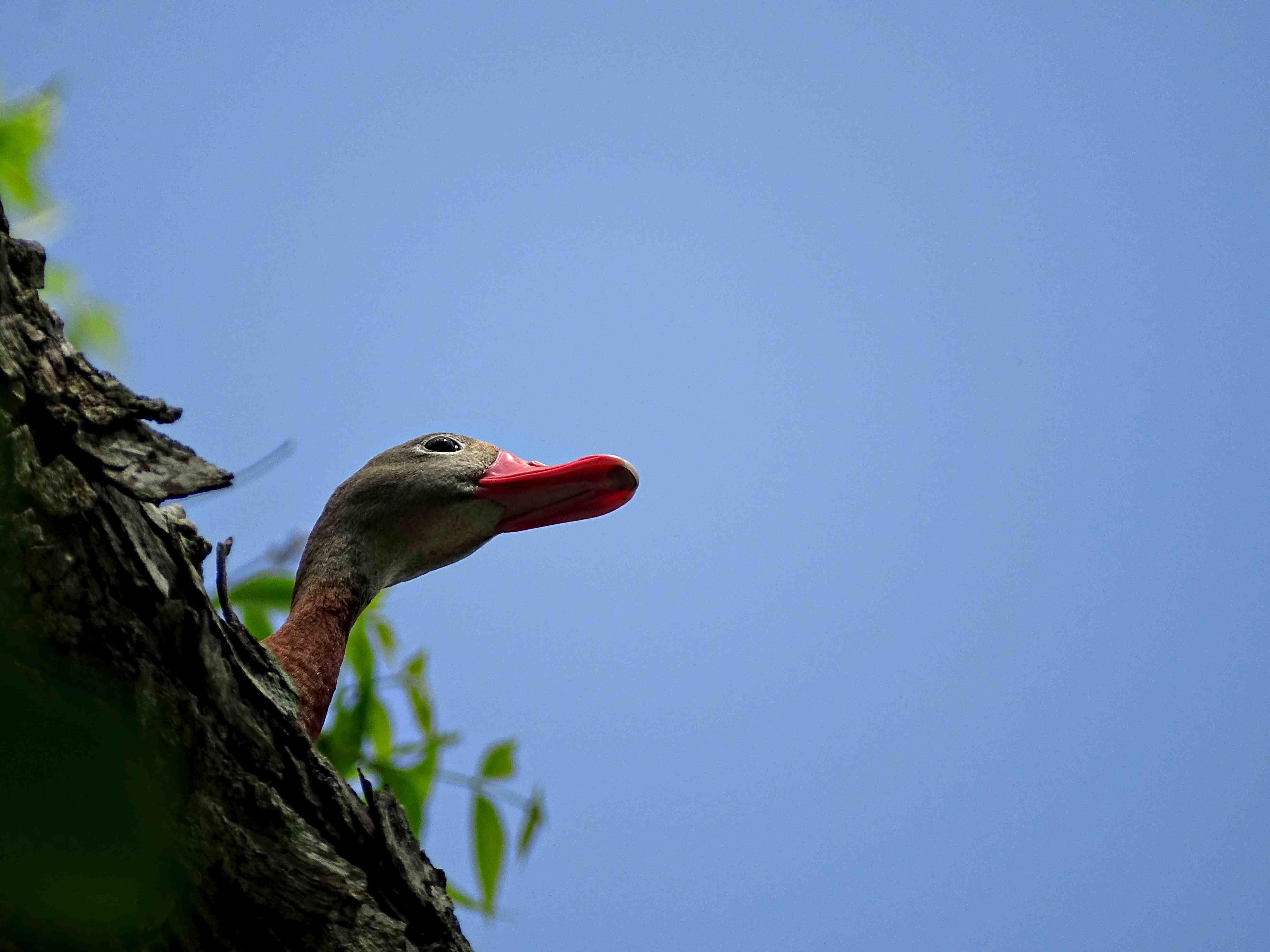 Black-bellied Whistling Duck in a tree