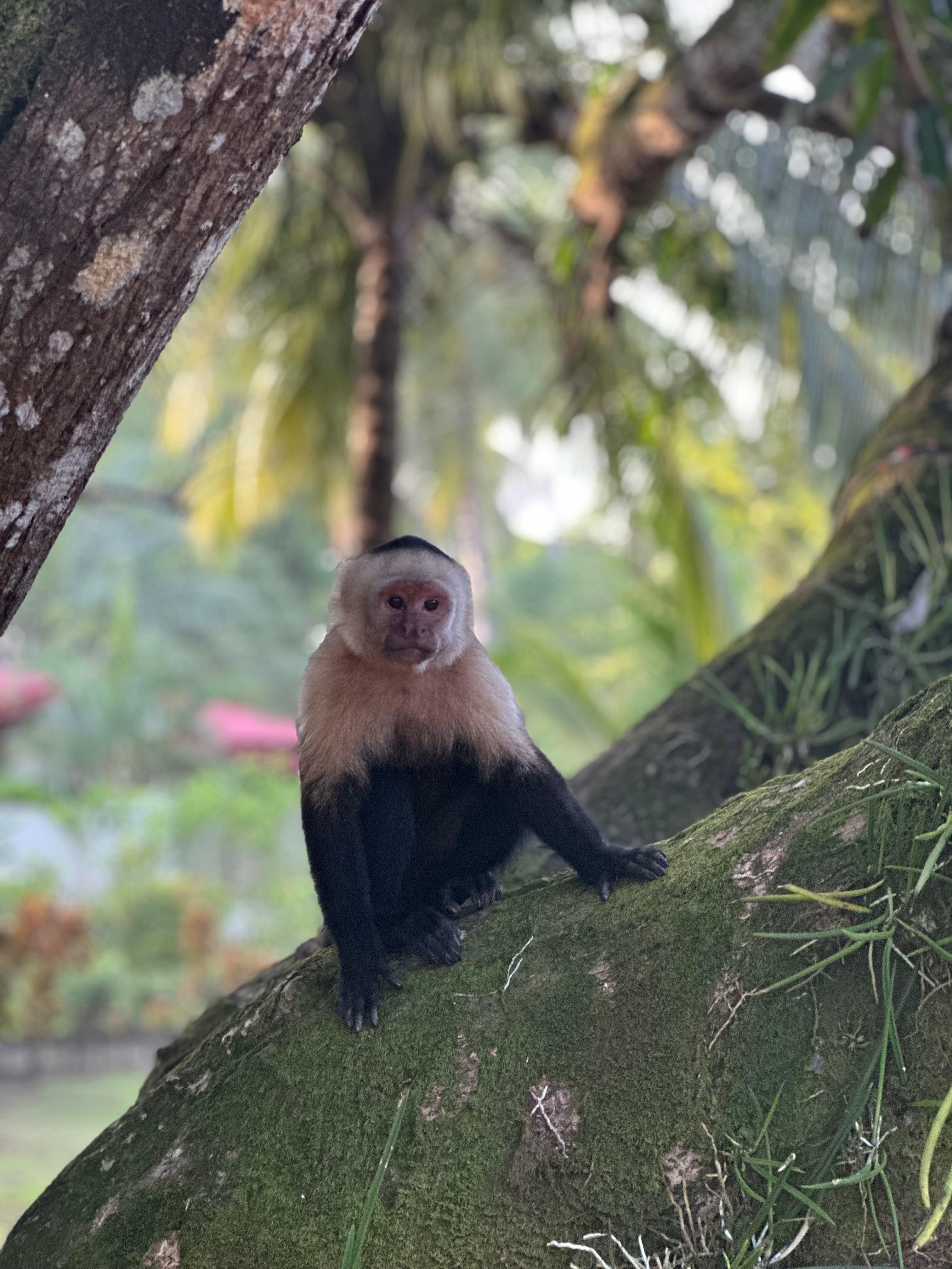 Monkeys that walk through the yard daily 