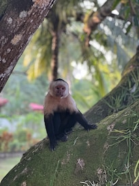 Monkeys that walk through the yard daily