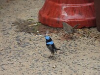 blue wren & partner