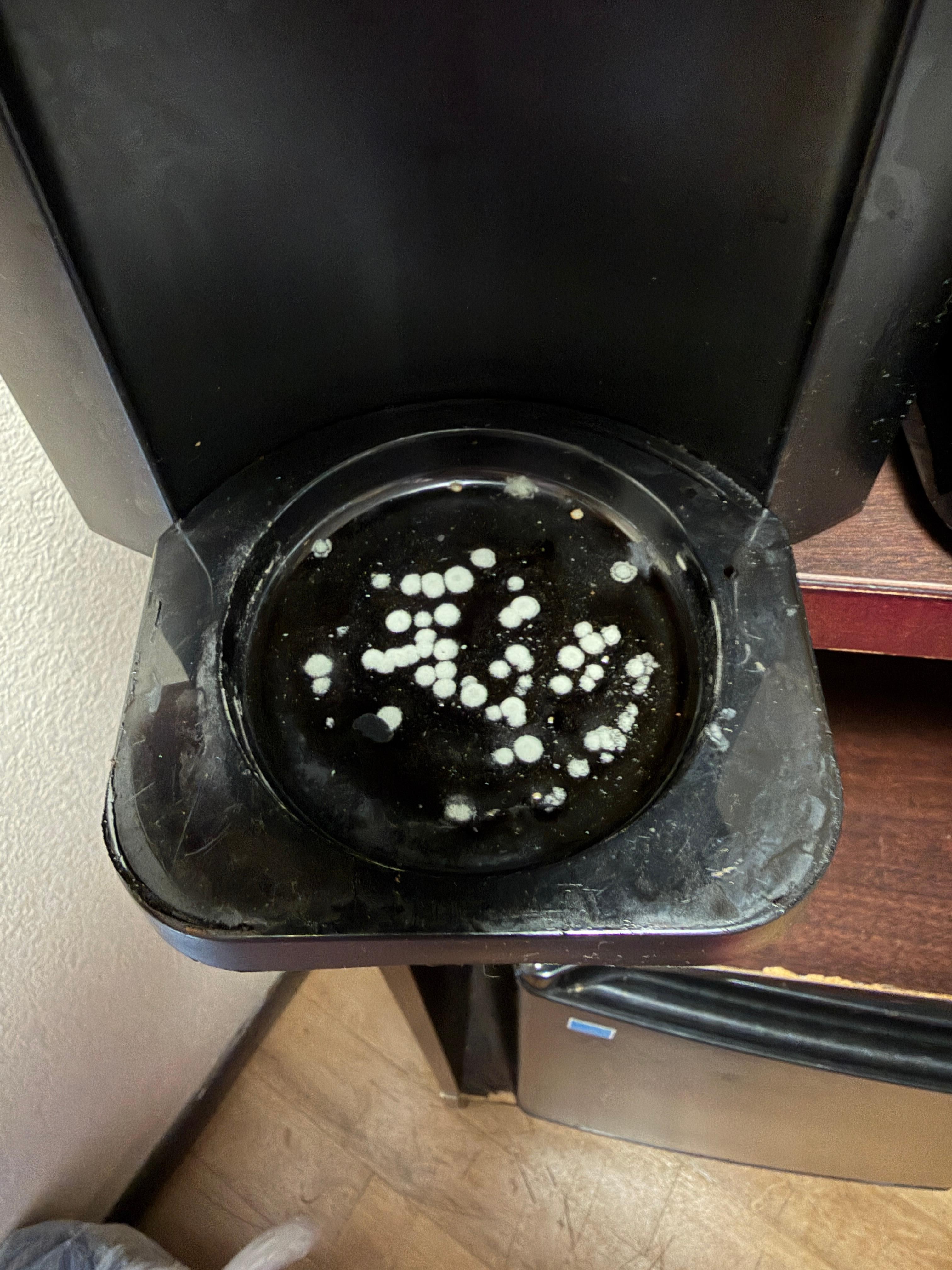 Mold spores in coffee maker