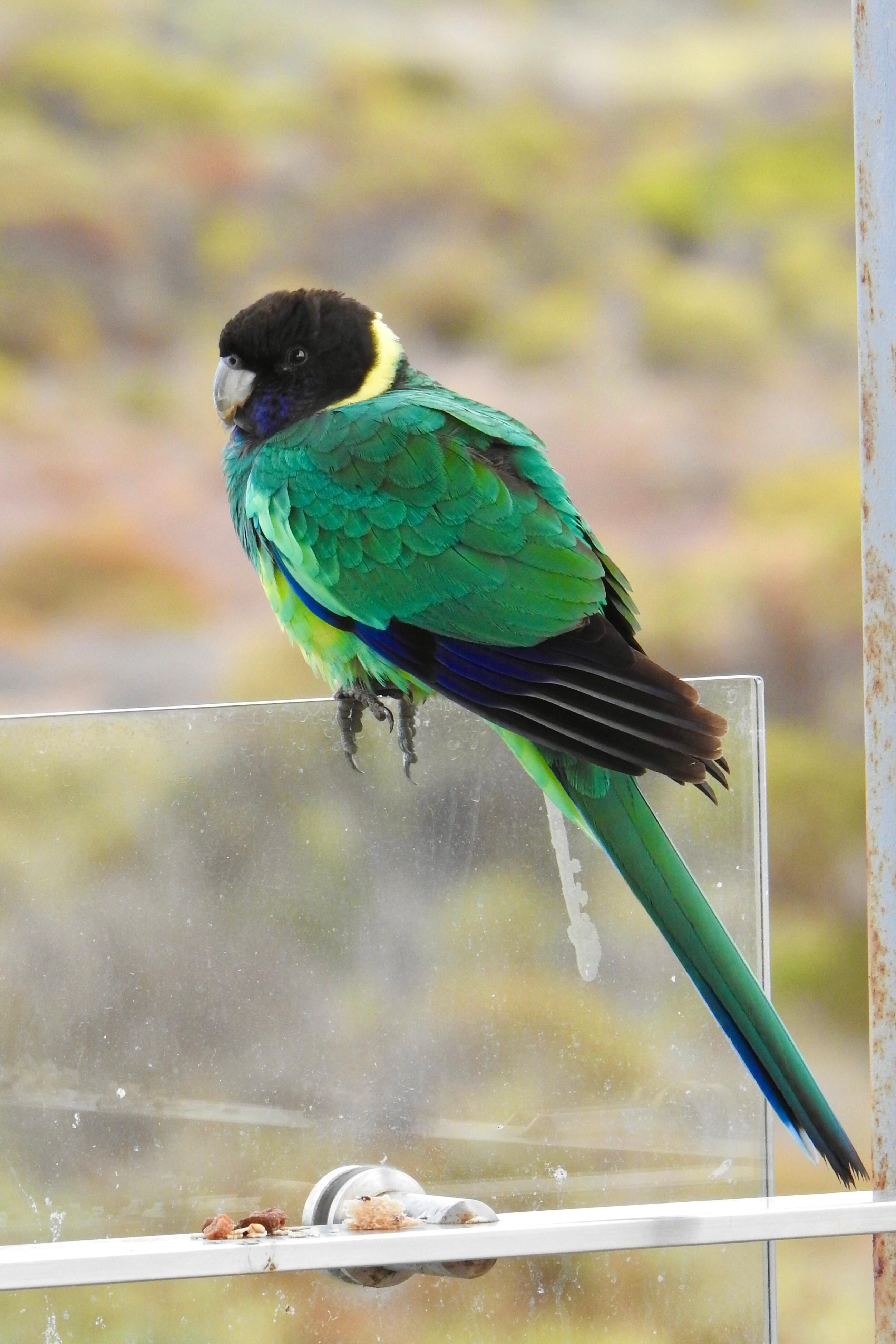 Local Pt Lincoln ring neck parrot visiting the balcony.