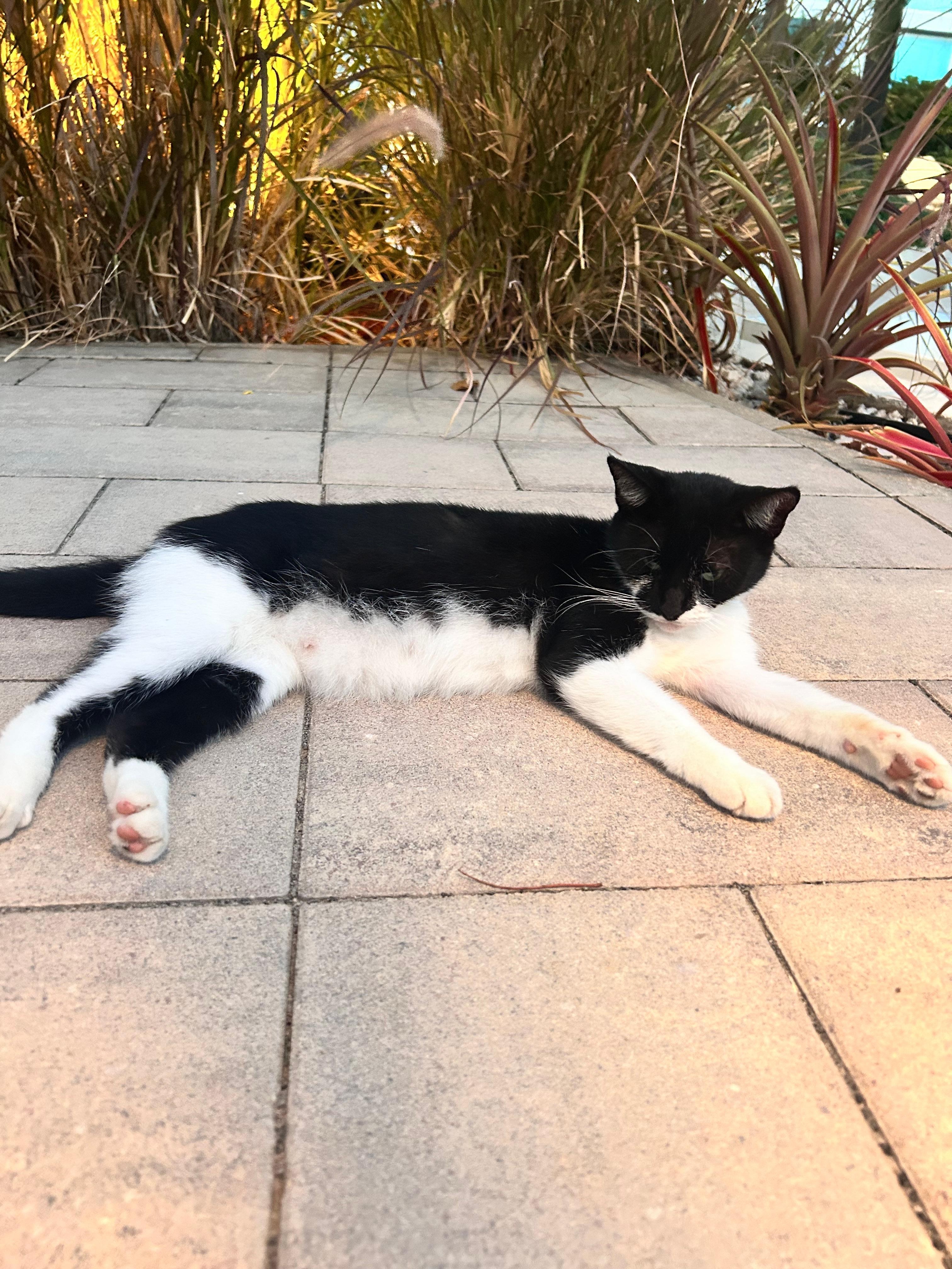 Resident kitty. Laziest and sweetest little kitten. What a treat to see her every day. 