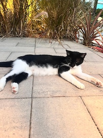 Resident kitty. Laziest and sweetest little kitten. What a treat to see her every day.