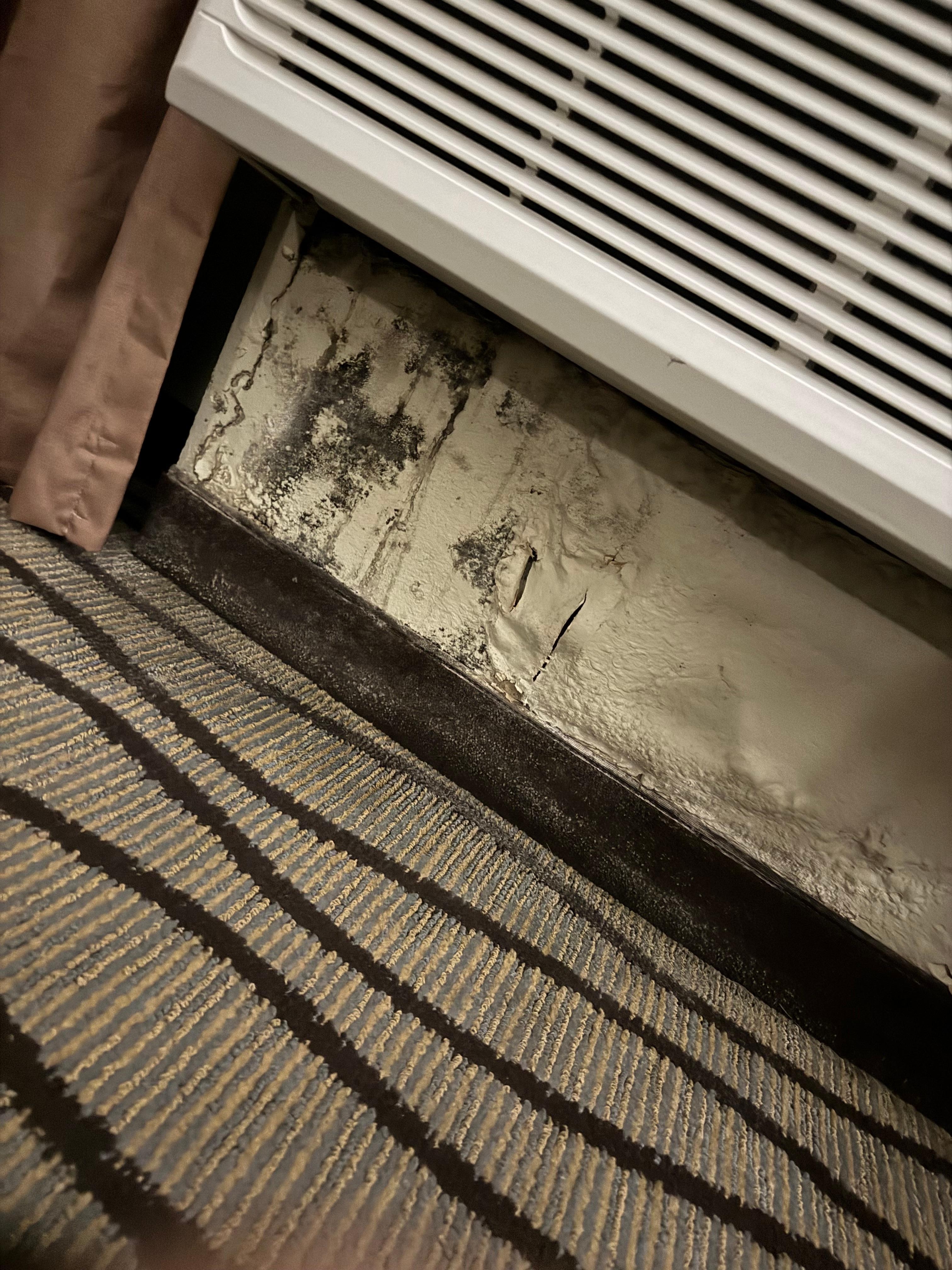 Mold growing up bottom of wall 