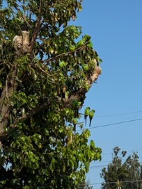 Birds in tree near our deck.