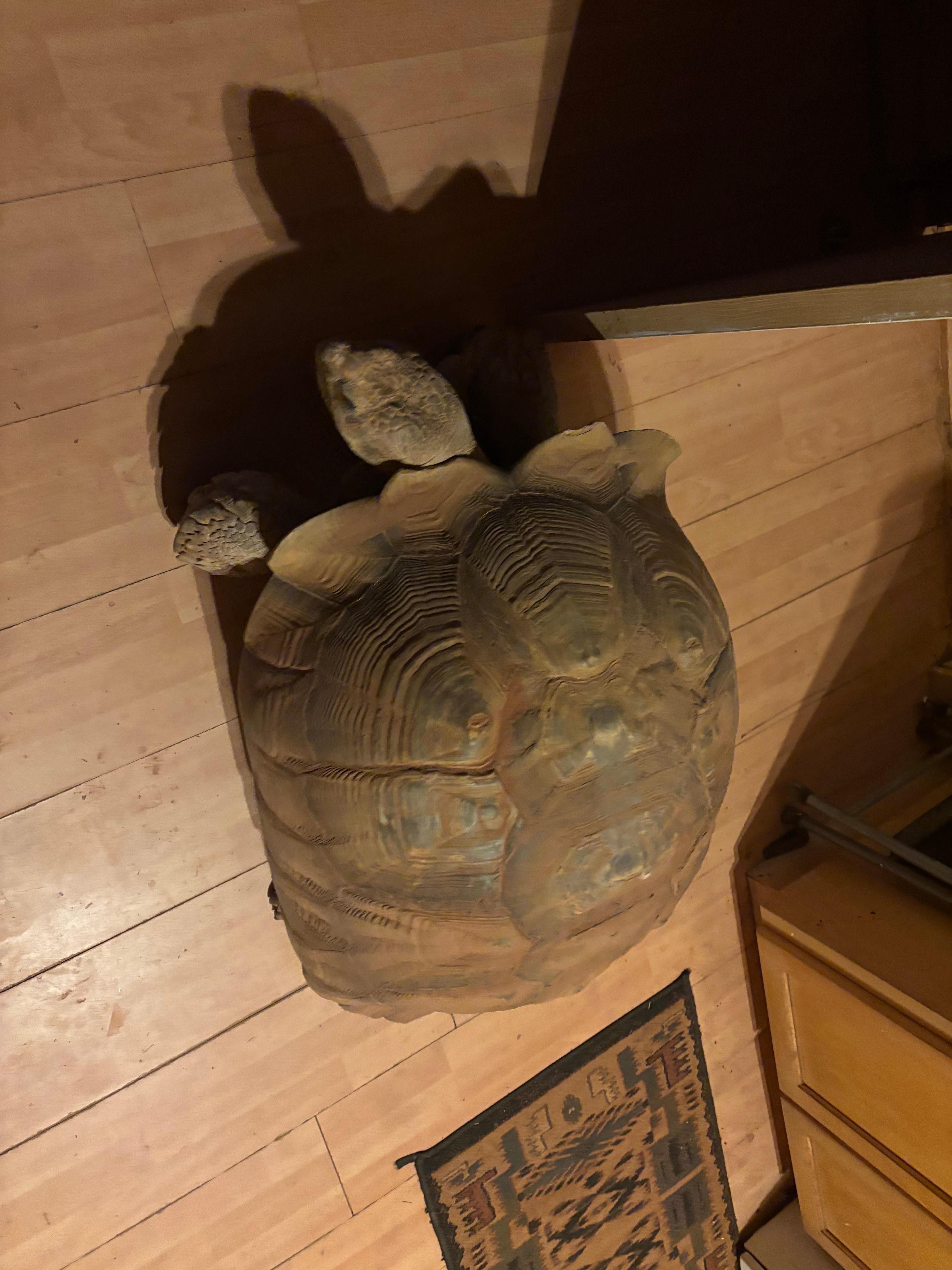 Cool tortoise.