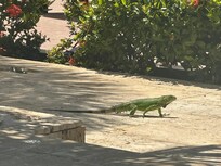 Iguanas