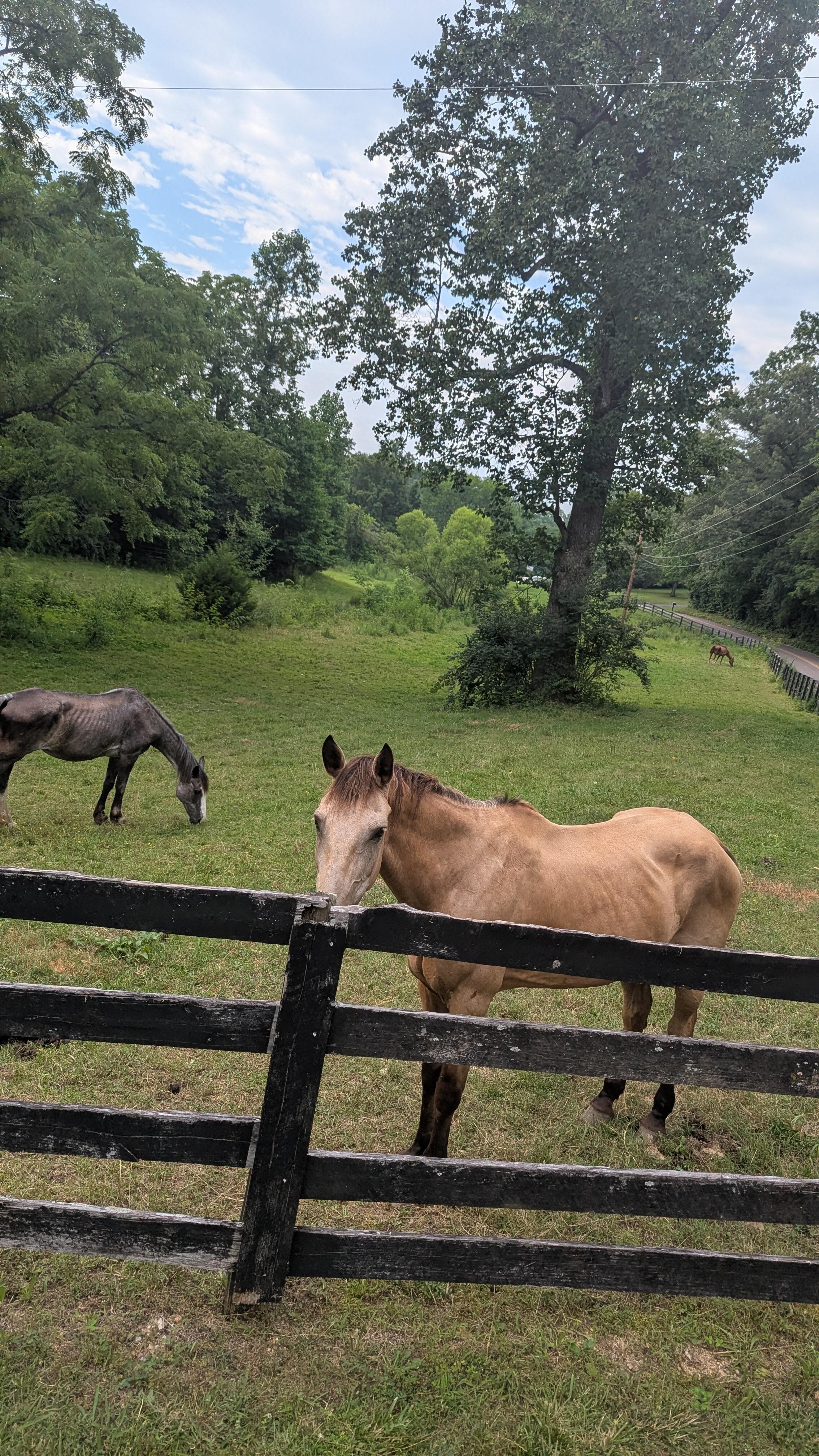 Sooo bucolic!