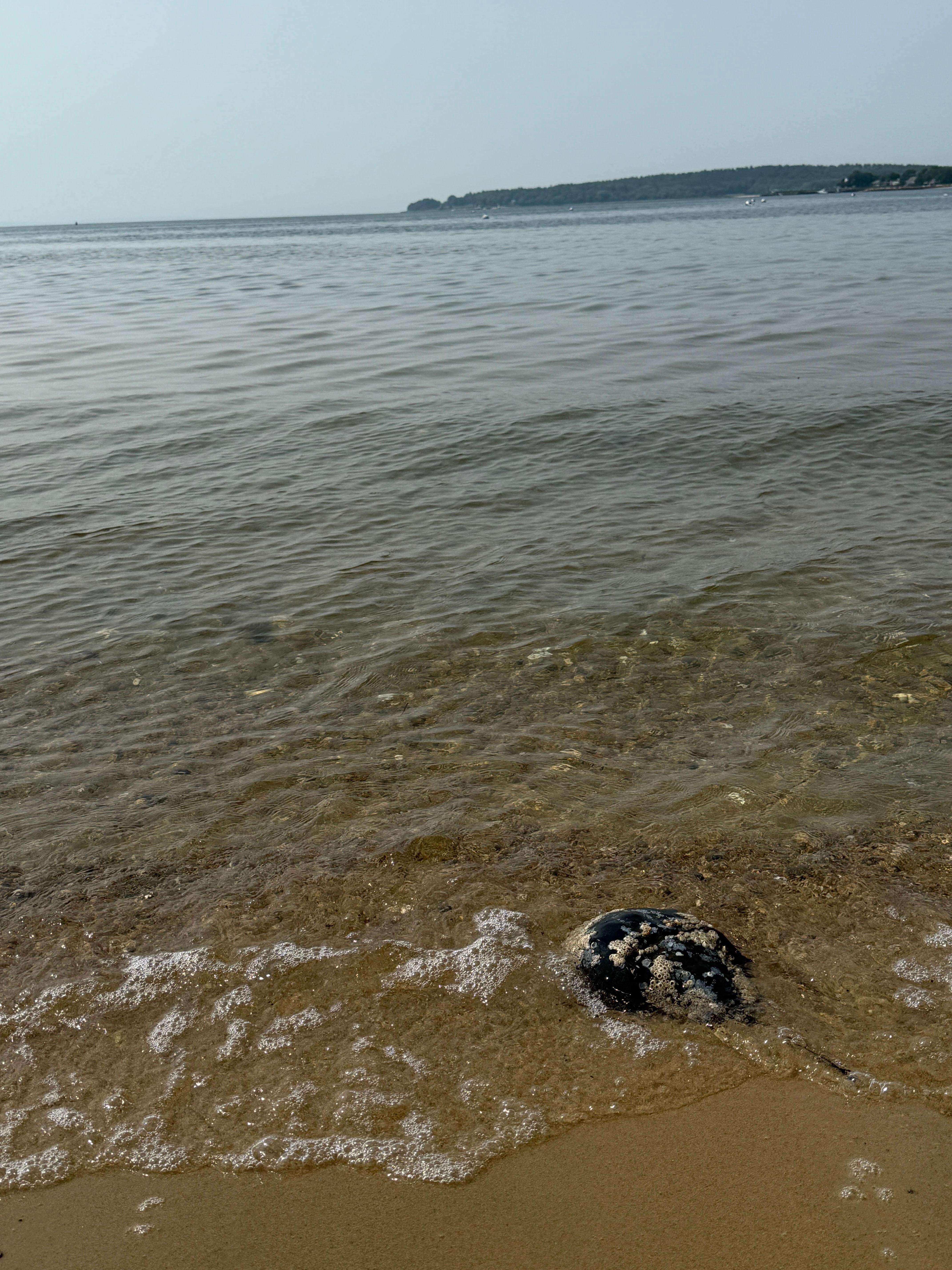 Horseshoe crab at Swifts beach