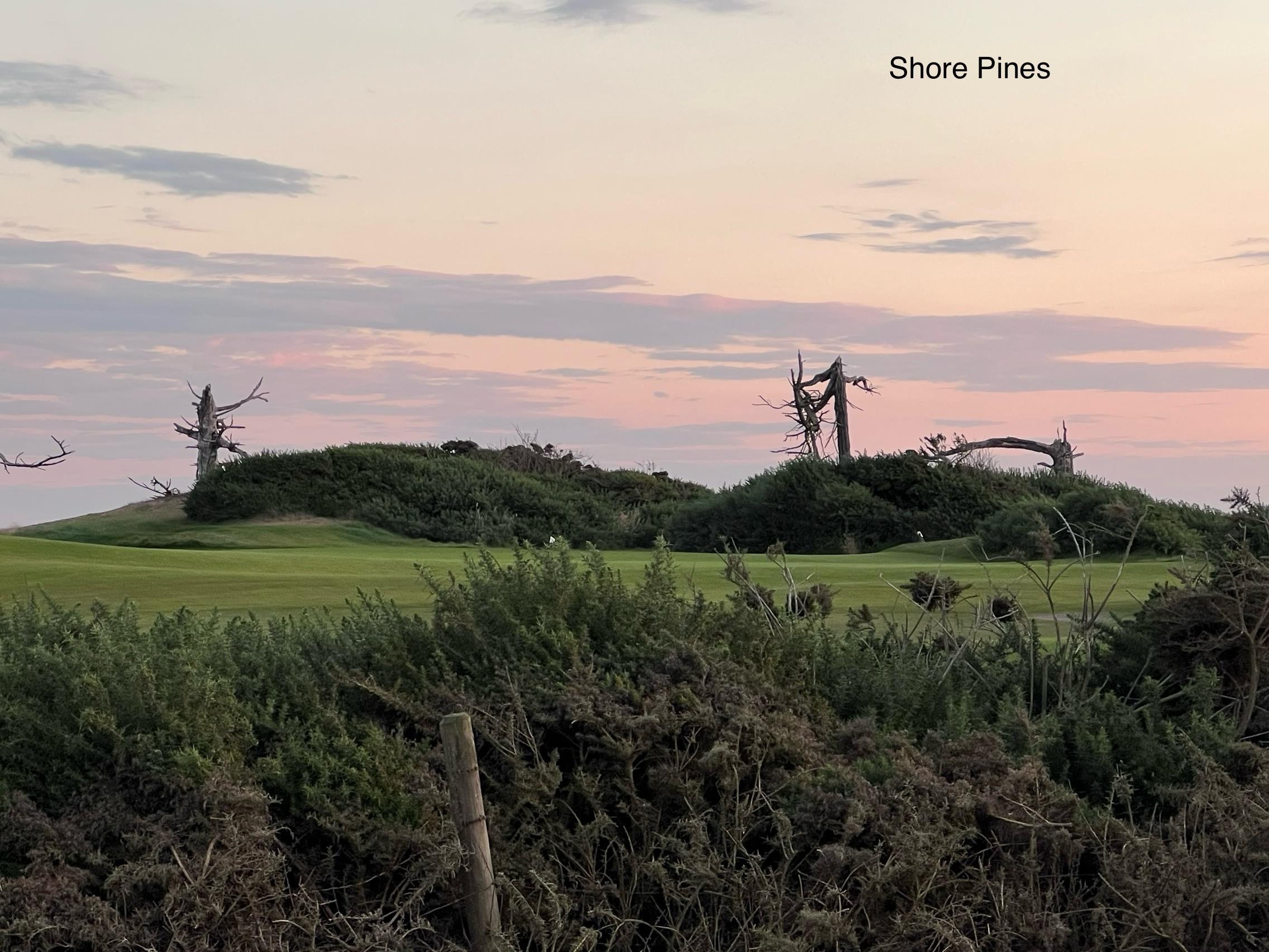 View of 1st green at Sheep Ranch from the pasture.