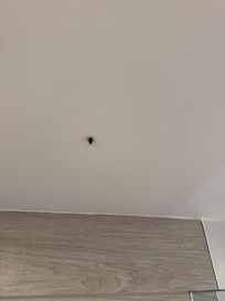 Roaches