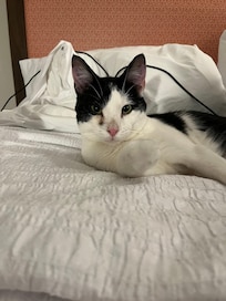 Enjoying the comfy bed