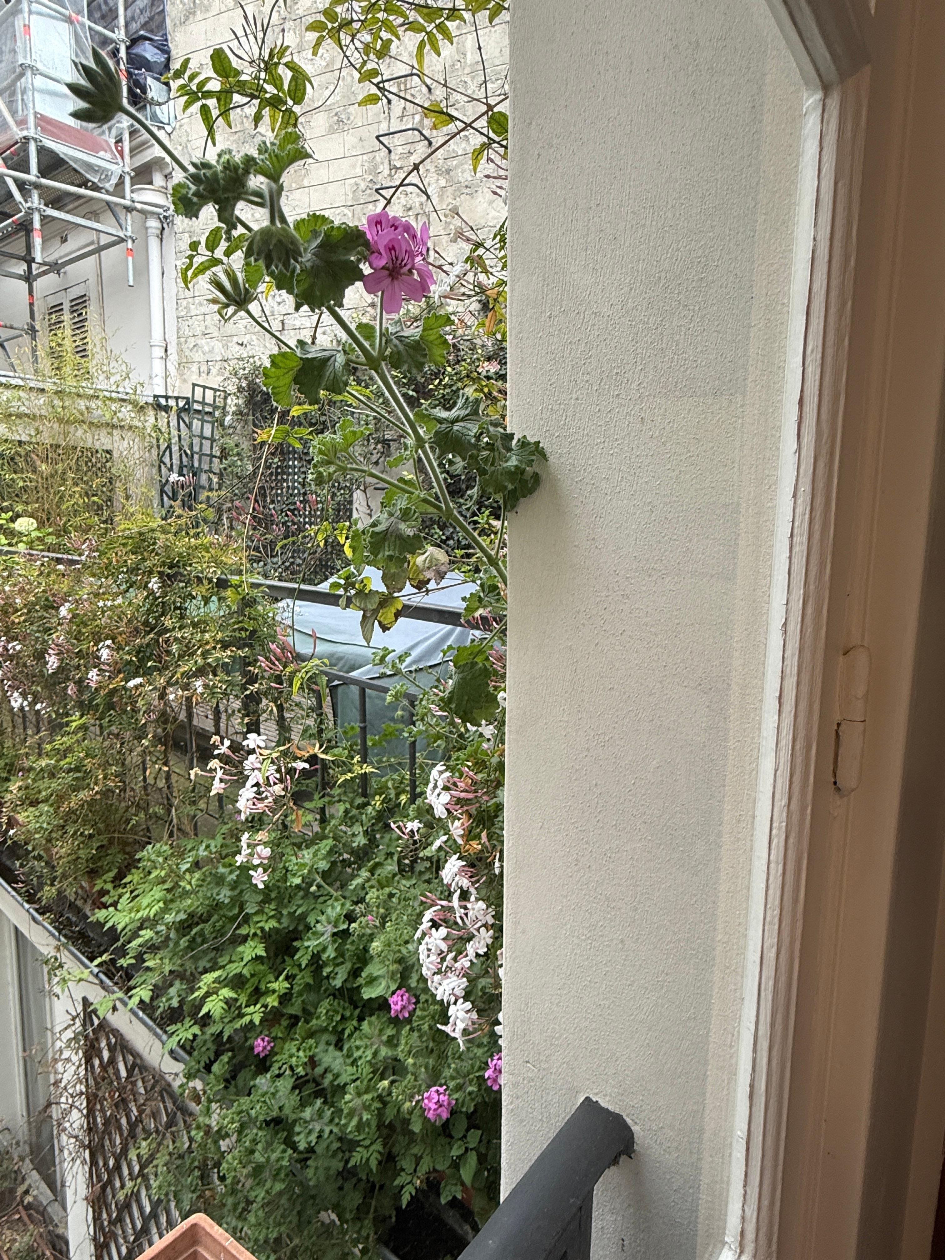 Flowers blooming outside the windows 