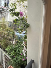 Flowers blooming outside the windows