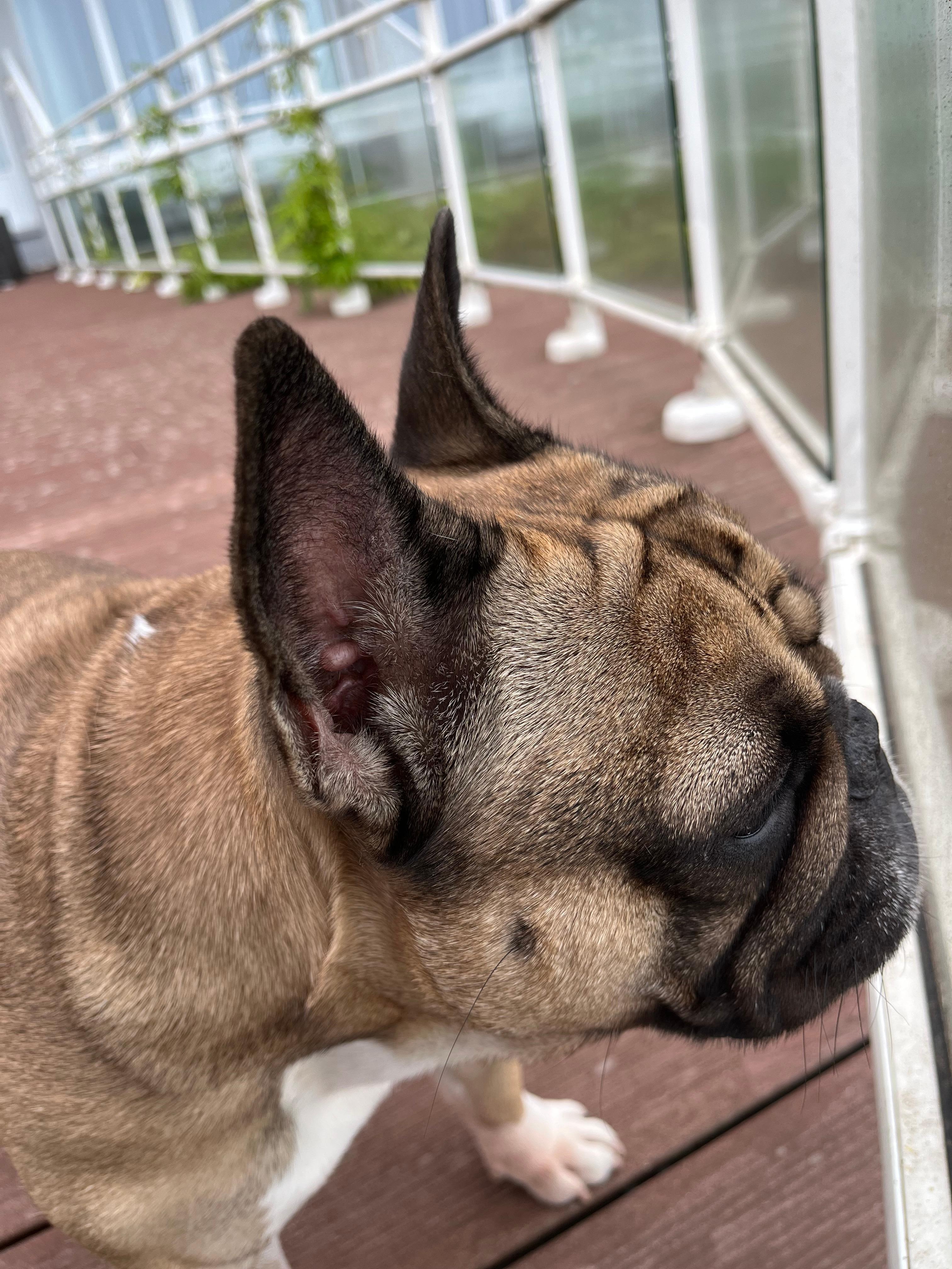 Perfekt terrass för hunden att spana ut över stranden.