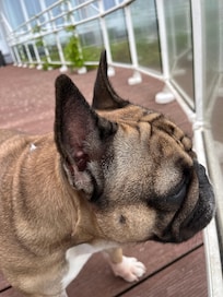Perfekt terrass för hunden att spana ut över stranden.