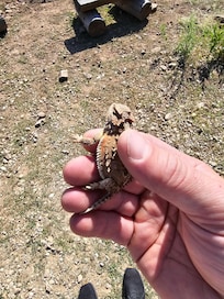 Wildlife a plenty.