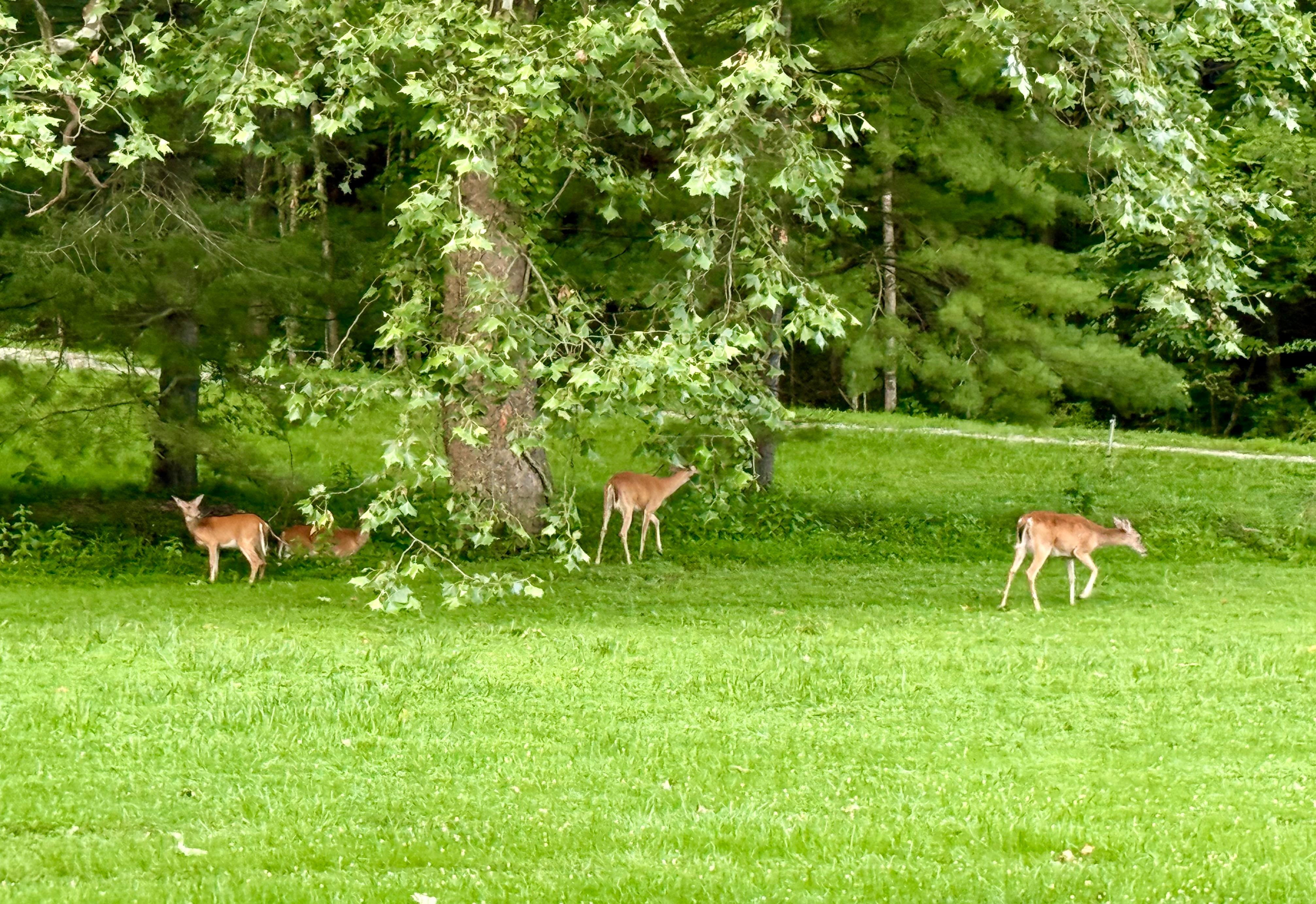 Loved seeing the deer family often.