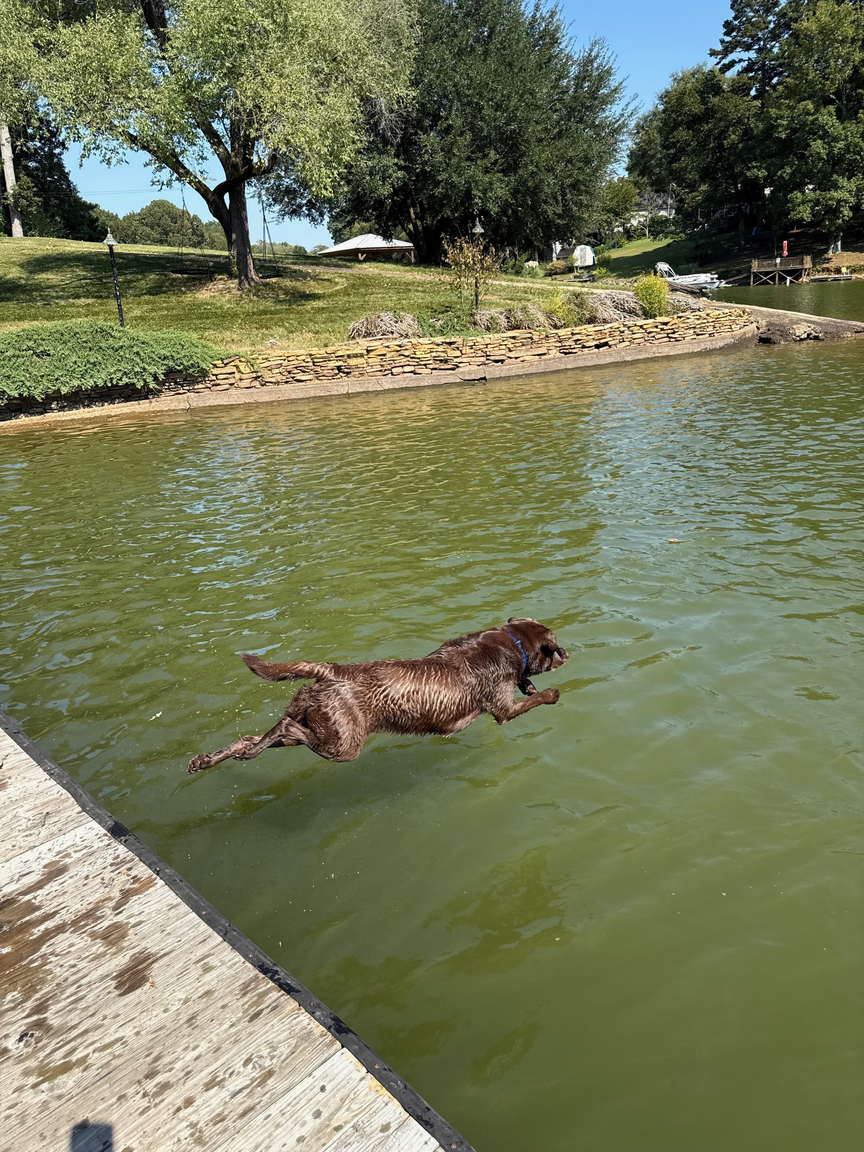 Dog friendly home and dock made for loads of play time.