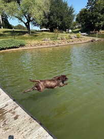 Dog friendly home and dock made for loads of play time.