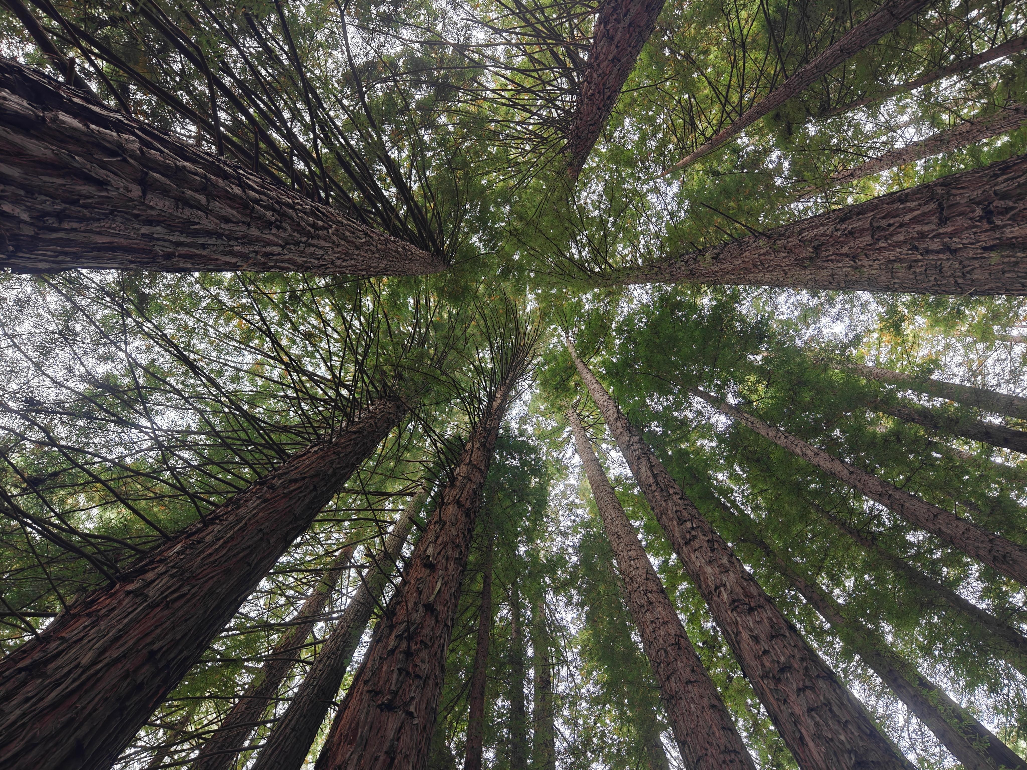 The amazing Redwood forest a short drive away from Gundalee Cottages