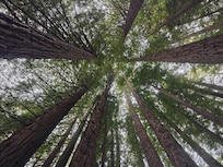 The amazing Redwood forest a short drive away from Gundalee Cottages